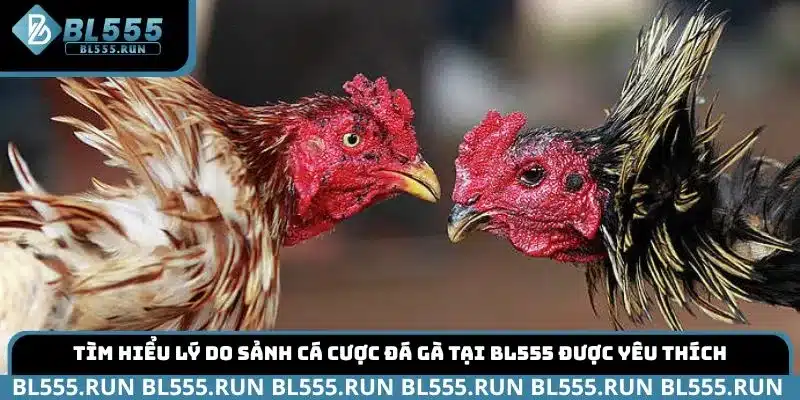 Tìm hiểu lý do sảnh cá cược đá gà tại BL555 được yêu thích